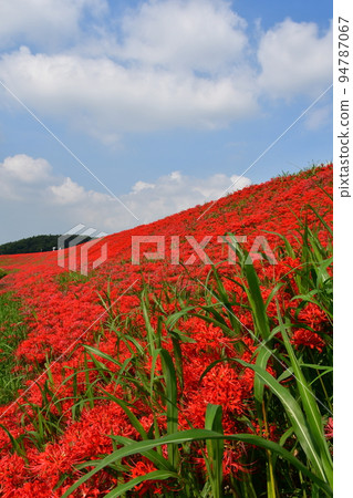 A cluster amaryllis along the arrow Katsukawa 94787067