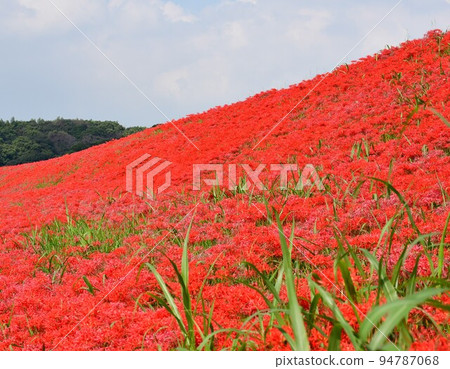 A cluster amaryllis along the arrow Katsukawa 94787068