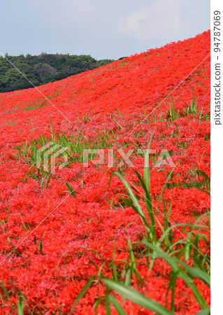 A cluster amaryllis along the arrow Katsukawa 94787069