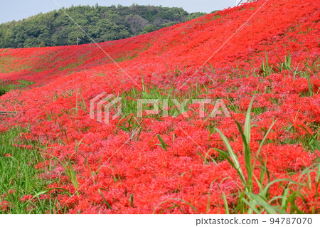 A cluster amaryllis along the arrow Katsukawa 94787070