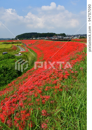 A cluster amaryllis along the arrow Katsukawa A cluster amaryllis along the arrow Katsukawa 94787090
