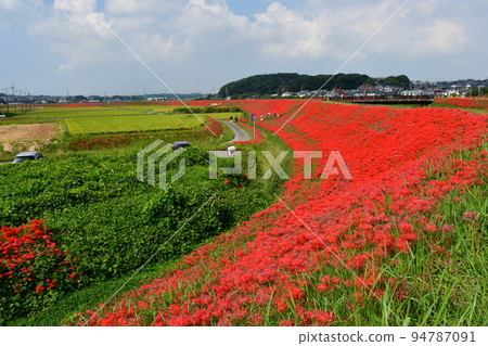 A cluster amaryllis along the arrow Katsukawa A cluster amaryllis along the arrow Katsukawa 94787091