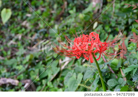 沿箭頭Katsukawa的群集孤挺花 沿箭頭Katsukawa的群集孤挺花 94787099