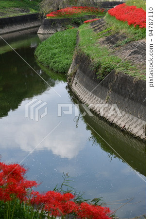 沿箭頭Katsukawa的群集孤挺花 94787110