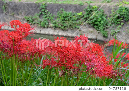 沿箭頭Katsukawa的群集孤挺花 沿箭頭Katsukawa的群集孤挺花 94787116