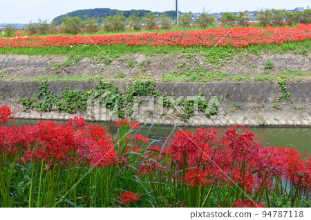 A cluster amaryllis along the arrow Katsukawa A cluster amaryllis along the arrow Katsukawa 94787118