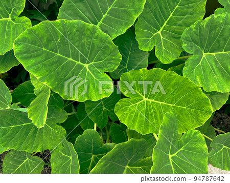 abstract stunning green leaf texture, tropical leaf foliage nature dark green background. abstract stunning green leaf texture, tropical leaf foliage nature dark green background. 94787642