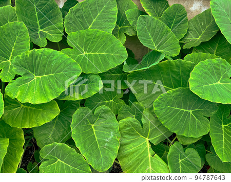 abstract stunning green leaf texture, tropical leaf foliage nature dark green background. abstract stunning green leaf texture, tropical leaf foliage nature dark green background. 94787643
