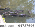 A flock of carps at Hikone Castle, a national treasure 94787696