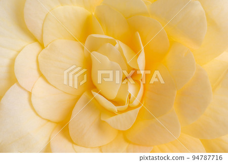 Macro of begonia flower head, close-of petals as background 94787716
