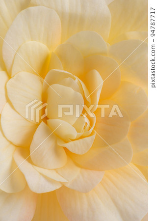 Macro of begonia flower head, close-of petals as background 94787717