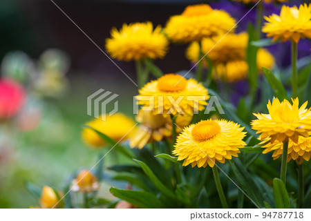Gold everlasting flower in summer garden 94787718