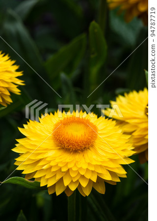 Macro of blooming yellow everlasting flower in garden 94787719