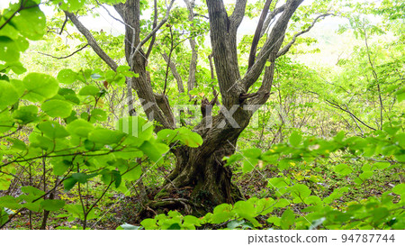 Shishigahana Wetland Old moss-covered oak trees Akita Prefecture Shishigahana Wetland Old moss-covered oak trees Akita Prefecture 94787744