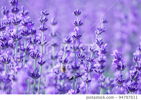 Lavender flower background with beautiful purple colors and bokeh lights. Blooming lavender in a field at sunset in Provence, France. Close up. Selective focus. Lavender flower background with beautiful purple colors and bokeh lights. Blooming lavender in a field at sunset in Provence, France. Close up. Selective focus. 94787811