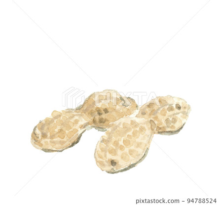 水彩畫的花生插圖沒有陰影白色背面透明背景 水彩畫的花生插圖沒有陰影白色背面透明背景 94788524