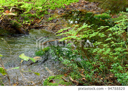 Shishigahana Wetland Chokai Marimo (Akita Prefecture) 94788820