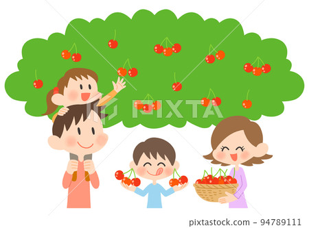 Families enjoying cherry picking 94789111