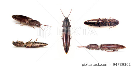 Image of click beetle isolated on white background. Insect. Animal. 94789301