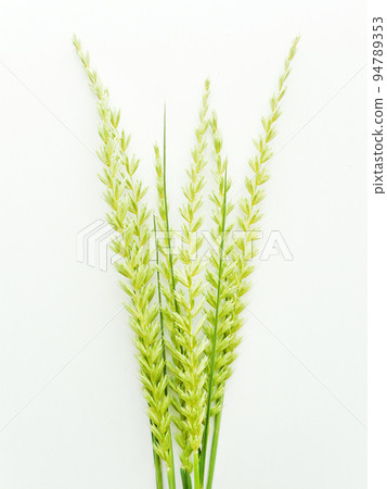 Wild straw plant 94789353