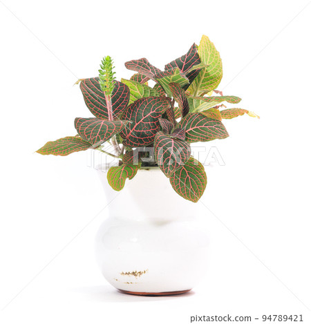 觀葉植物盆栽，Venia mimegusa (Fittonia Felsafelty) [白色背景] 94789421