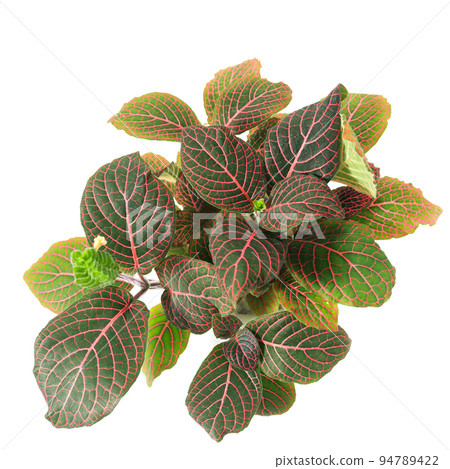 觀葉植物，Venia mimegusa (Fittonia Felsafelty) 的葉子 [白色背景] 94789422