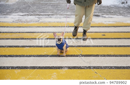 The bulldog dog sat down at the crosswalk while crossing the road and looks attentively into the camera. 94789902