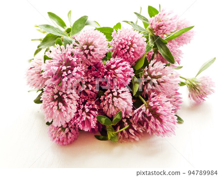 Horse clower flowers 94789984