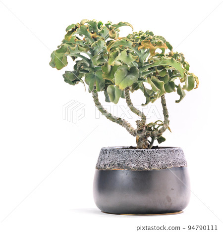 Potted plant of succulent plant, fairy dance (Kalanchoe beharensis) [white background] 94790111