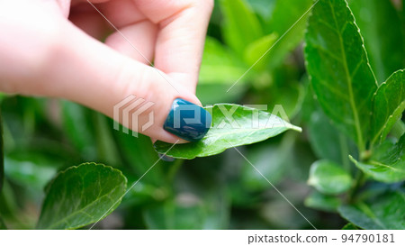 Hand touching green mint leaf with green manicure Hand touching green mint leaf with green manicure 94790181