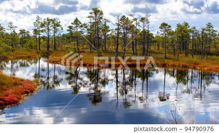 bog landscape, bog vegetation painted in autumn, small swamp lakes, islands overgrown with small bog pines, grass, moss cover the ground, Kemeri National Park, Latvia. bog landscape, bog vegetation painted in autumn, small swamp lakes, islands overgrown with small bog pines, grass, moss cover the ground, Kemeri National Park, Latvia. 94790976