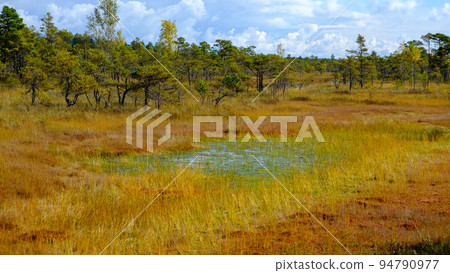 bog landscape, bog vegetation painted in autumn, small swamp lakes, islands overgrown with small bog pines, grass, moss cover the ground, Kemeri National Park, Latvia. bog landscape, bog vegetation painted in autumn, small swamp lakes, islands overgrown with small bog pines, grass, moss cover the ground, Kemeri National Park, Latvia. 94790977
