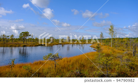 bog landscape, bog vegetation painted in autumn, small swamp lakes, islands overgrown with small bog pines, grass, moss cover the ground, Kemeri National Park, Latvia. 94790982