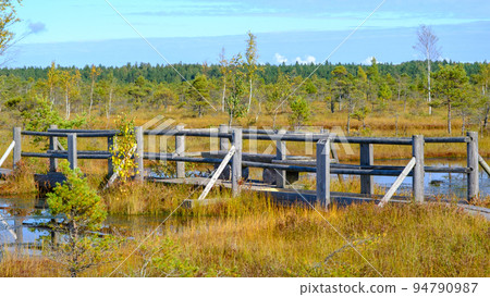 Kemeru, National Nature Park. A wooden path through marsh wetlands with small pines, bog plants and ponds. Hiking route for outdoor activities and a healthy lifestyle. Kemeru, National Nature Park. A wooden path through marsh wetlands with small pines, bog plants and ponds. Hiking route for outdoor activities and a healthy lifestyle. 94790987