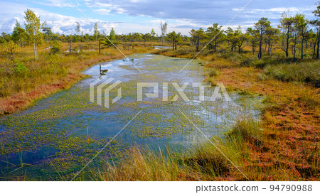 bog landscape, bog vegetation painted in autumn, small swamp lakes, islands overgrown with small bog pines, grass, moss cover the ground, Kemeri National Park, Latvia. bog landscape, bog vegetation painted in autumn, small swamp lakes, islands overgrown with small bog pines, grass, moss cover the ground, Kemeri National Park, Latvia. 94790988