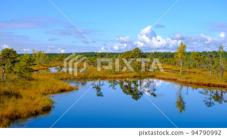 bog landscape, bog vegetation painted in autumn, small swamp lakes, islands overgrown with small bog pines, grass, moss cover the ground, Kemeri National Park, Latvia. bog landscape, bog vegetation painted in autumn, small swamp lakes, islands overgrown with small bog pines, grass, moss cover the ground, Kemeri National Park, Latvia. 94790992