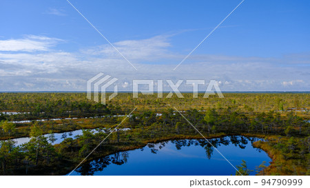 bog landscape, bog vegetation painted in autumn, small swamp lakes, islands overgrown with small bog pines, grass, moss cover the ground, Kemeri National Park, Latvia. bog landscape, bog vegetation painted in autumn, small swamp lakes, islands overgrown with small bog pines, grass, moss cover the ground, Kemeri National Park, Latvia. 94790999