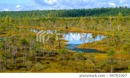 bog landscape, bog vegetation painted in autumn, small swamp lakes, islands overgrown with small bog pines, grass, moss cover the ground, Kemeri National Park, Latvia. 94791007