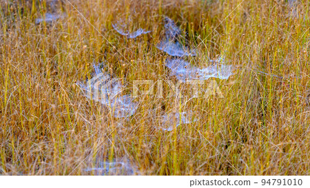 bog landscape, bog vegetation painted in autumn, small swamp lakes, islands overgrown with small bog pines, grass, moss cover the ground, Kemeri National Park, Latvia bog landscape, bog vegetation painted in autumn, small swamp lakes, islands overgrown with small bog pines, grass, moss cover the ground, Kemeri National Park, Latvia 94791010
