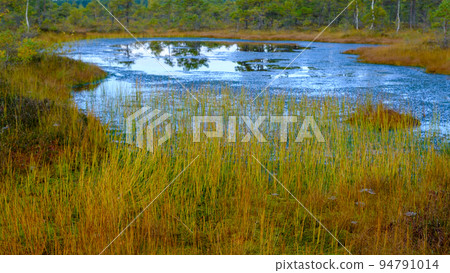 bog landscape, bog vegetation painted in autumn, small swamp lakes, islands overgrown with small bog pines, grass, moss cover the ground, Kemeri National Park, Latvia. bog landscape, bog vegetation painted in autumn, small swamp lakes, islands overgrown with small bog pines, grass, moss cover the ground, Kemeri National Park, Latvia. 94791014