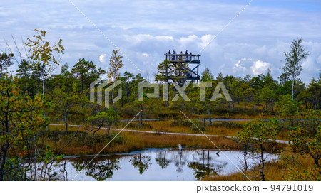 bog landscape, bog vegetation painted in autumn, small swamp lakes, islands overgrown with small bog pines, grass, moss cover the ground, Kemeri National Park, Latvia bog landscape, bog vegetation painted in autumn, small swamp lakes, islands overgrown with small bog pines, grass, moss cover the ground, Kemeri National Park, Latvia 94791019