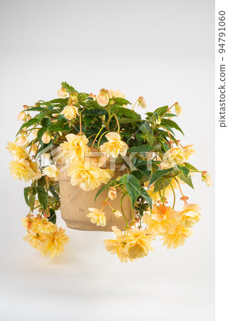 Hanging Begonias Flower Pot 94791060