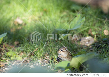 天狗山花栗鼠(北海道小樽市) 天狗山花栗鼠(北海道小樽市) 94791108