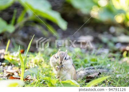 Tenguyama Chipmunk (Otaru City, Hokkaido) Tenguyama Chipmunk (Otaru City, Hokkaido) 94791126