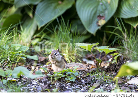 Tenguyama Chipmunk (Otaru City, Hokkaido) Tenguyama Chipmunk (Otaru City, Hokkaido) 94791142