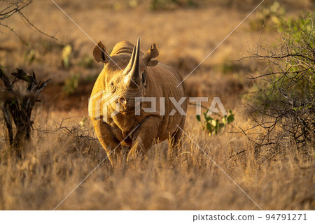 Black rhino stands between bushes facing camera Black rhino stands between bushes facing camera 94791271