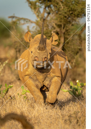 Black rhino walks towards camera through cactuses 94791334