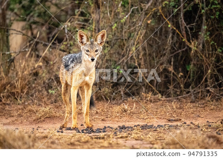 Black-backed jackal stands on track staring ahead 94791335