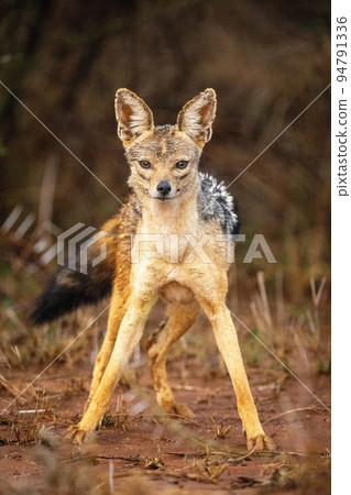 Black-backed jackal stands staring with forelegs apart Black-backed jackal stands staring with forelegs apart 94791336