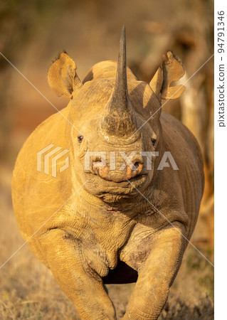 Close-up of black rhino standing on savannah Close-up of black rhino standing on savannah 94791346